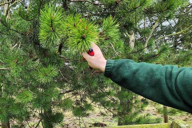 Adult Foraging Walk & Bushcraft Cookery Course for Beginners - Starting at BallyBurren Outdoor Escapes