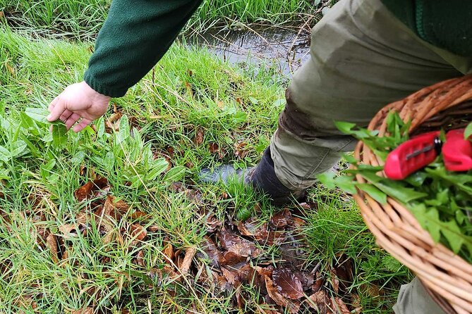Adult Foraging Walk & Bushcraft Cookery Course for Beginners - Is the $88.24 price good value?