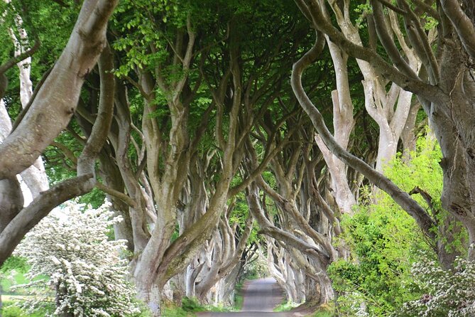 Afternoon Giant’s Causeway Half Day Tour from Belfast - Key points before you book