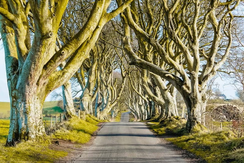 Belfast: Giant's Causeway, Dark Hedges, and Dunluce Castle - The Giant’s Causeway earns the longest stop