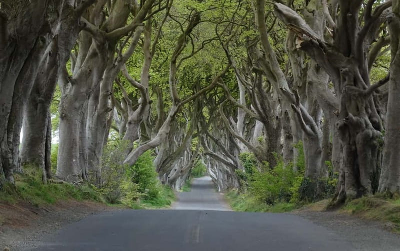 Belfast: Giant's Causeway Tour and 2-Day Open Top-Bus Tour - Walking across the Giant’s Causeway