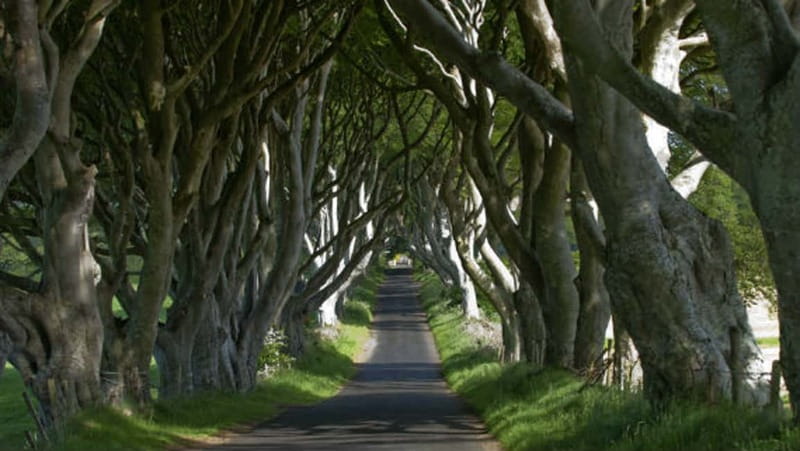 From Belfast: Giant's Causeway, Dunluce Castle & Dark Hedges - Walking under the Dark Hedges