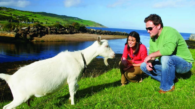 From Belfast: Giant's Causeway, Dunluce Castle & Dark Hedges - How the six-hour schedule feels