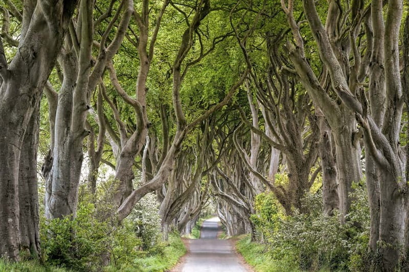 From Belfast: Giant's Causeway Guided Day Tour With Castles - Bushmills and Dunluce Castle