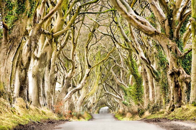 From Belfast: Giant's Causeway & Titanic Experience Belfast - Walking, weather, and who should book