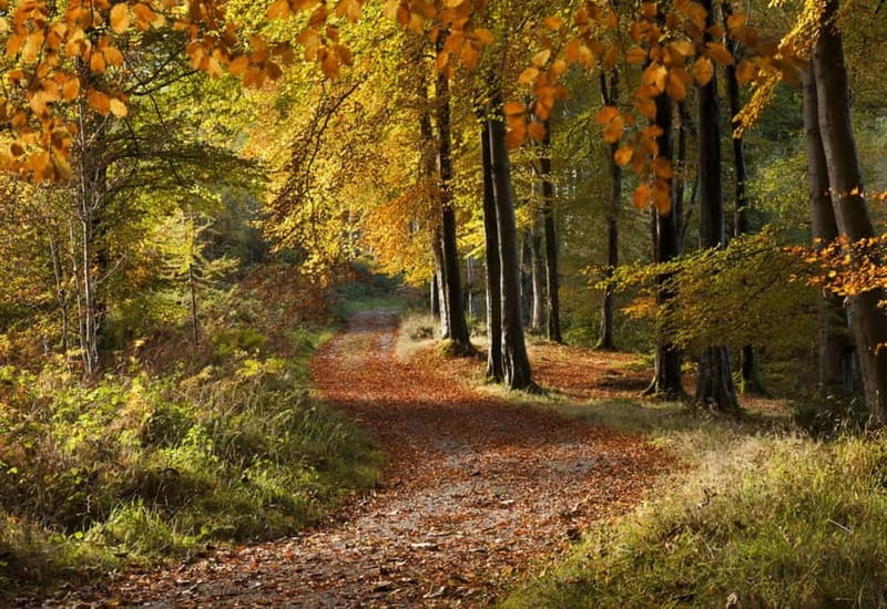 From Newcastle: Game of Thrones Tollymore Forest Trek - Key Details Before You Go
