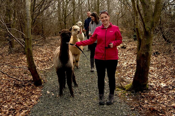 Guided Scenic Alpaca Trekking Experience Northern Ireland - Meeting the Alpacas at BallyBurren