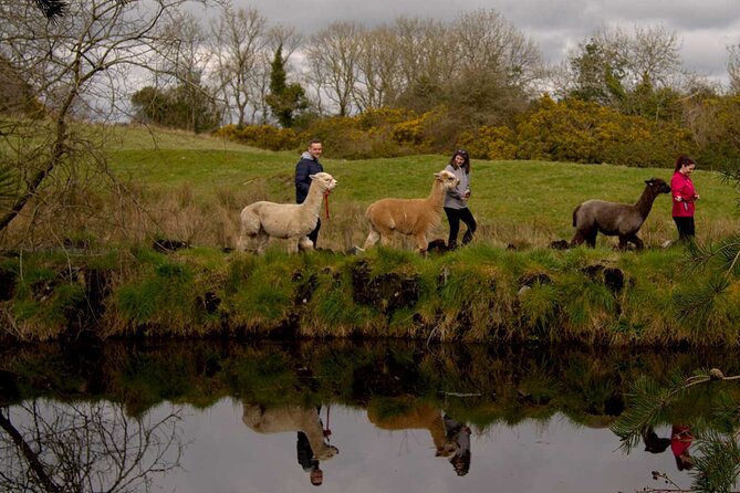 Guided Scenic Alpaca Trekking Experience Northern Ireland - Weather, Timing, and What to Bring