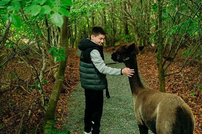 Guided Scenic Alpaca Trekking Experience Northern Ireland - A 30 to 40 Minute Walk Through Farmland and Woodland