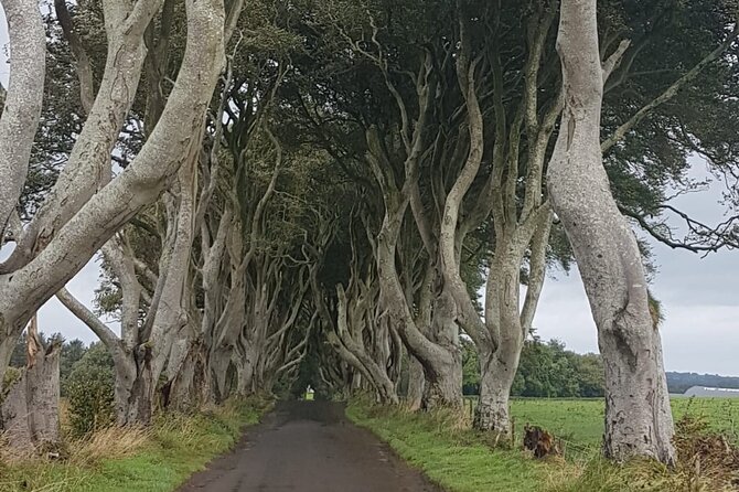 Private tour of the Antrim coast , Giants Causeway and Game of Throne locations - Dunluce Castle and the Antrim Coast